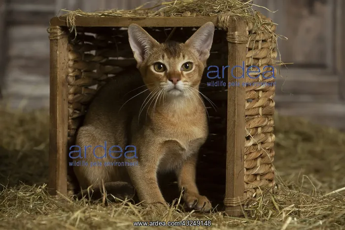 : Abyssinian kitten sitting in a basket in a barn : Abyssinian kitten sitting in a basket in a barn