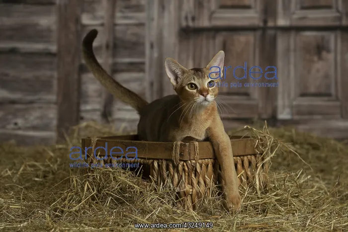 : Abyssinian kitten sitting in a basket in a barn : Abyssinian kitten sitting in a basket in a barn
