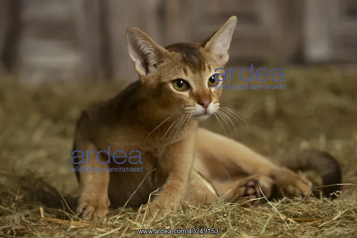 : Abyssinian kitten sitting in the straw in a barn : Abyssinian kitten sitting in the straw in a barn