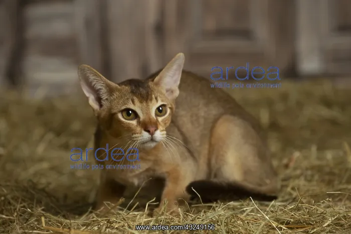 : Abyssinian kitten sitting in the straw in a barn : Abyssinian kitten sitting in the straw in a barn
