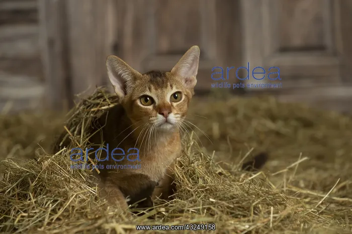 : Abyssinian kitten sitting in the straw in a barn : Abyssinian kitten sitting in the straw in a barn