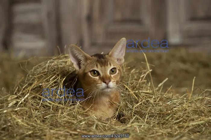 : Abyssinian kitten sitting in the straw in a barn : Abyssinian kitten sitting in the straw in a barn