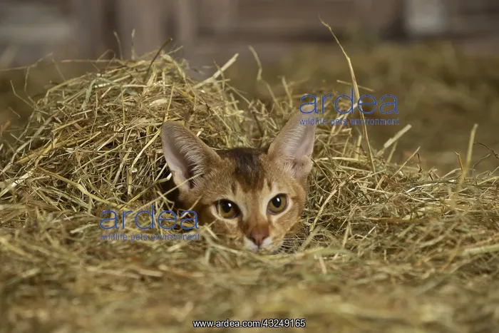 : Abyssinian kitten sitting in the straw in a barn : Abyssinian kitten sitting in the straw in a barn