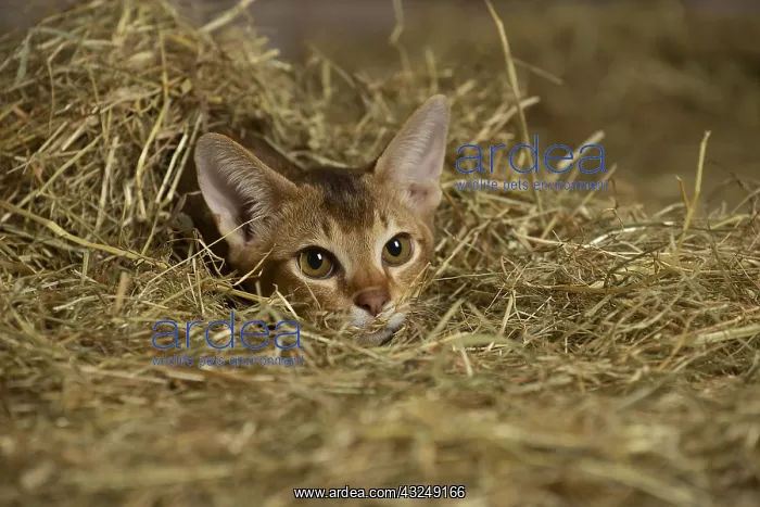 : Abyssinian kitten sitting in the straw in a barn : Abyssinian kitten sitting in the straw in a barn