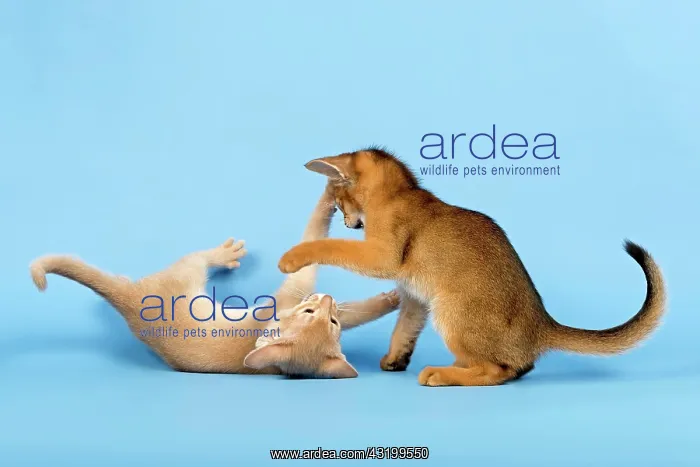  : Two Abyssinian kittens, 9 weeks, fawn and ruddy
