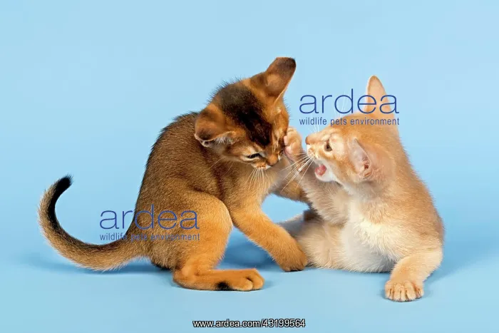 : Two Abyssinian kittens, 9 weeks, fawn and ruddy : Two Abyssinian kittens, 9 weeks, fawn and ruddy