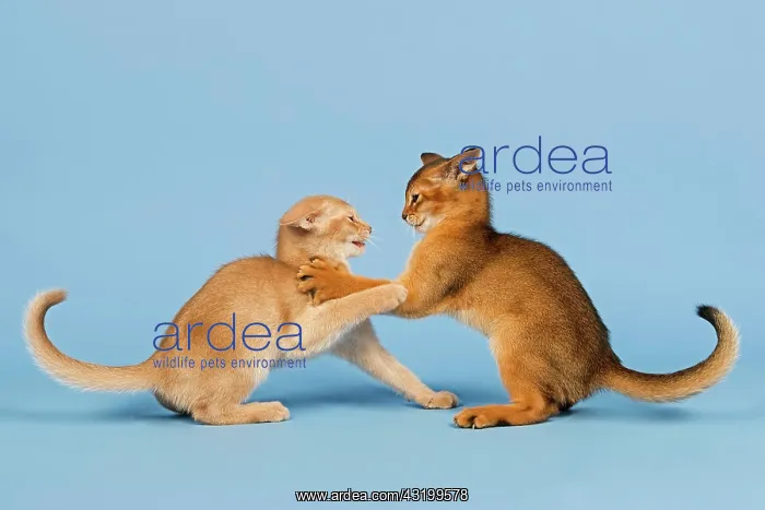 : Two Abyssinian kittens, 9 weeks, fawn and ruddy : Two Abyssinian kittens, 9 weeks, fawn and ruddy