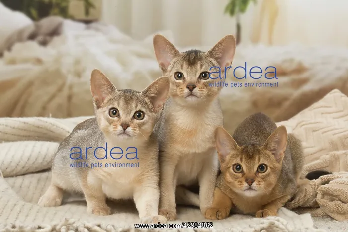 : Abyssinian kittens indoors : Abyssinian kittens indoors