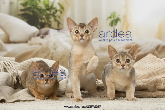 : Abyssinian kittens indoors : Abyssinian kittens indoors