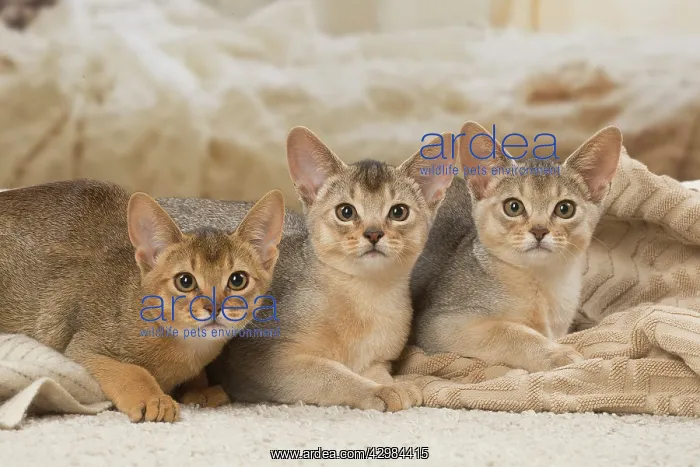 : Abyssinian kittens indoors : Abyssinian kittens indoors