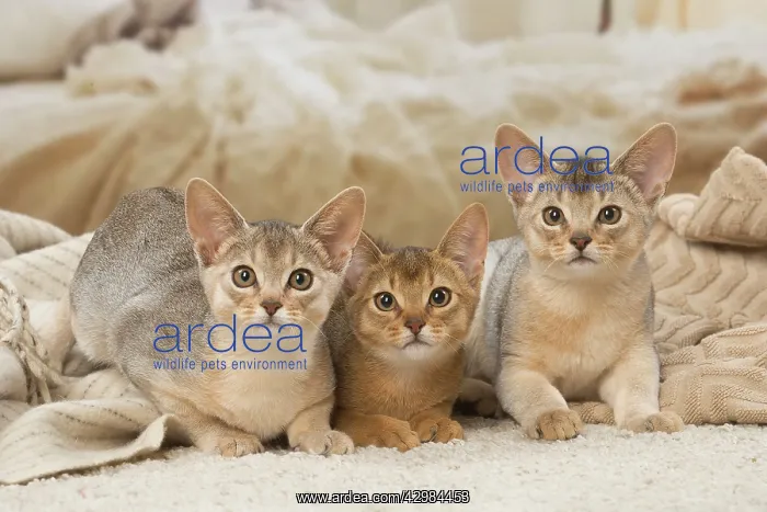 : Abyssinian kittens indoors : Abyssinian kittens indoors