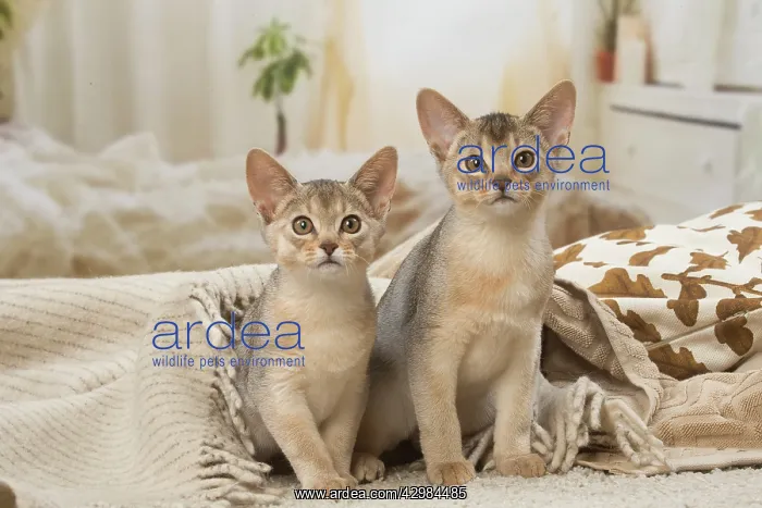 : Abyssinian kittens indoors : Abyssinian kittens indoors