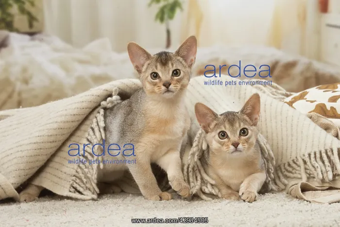 : Abyssinian kittens indoors : Abyssinian kittens indoors