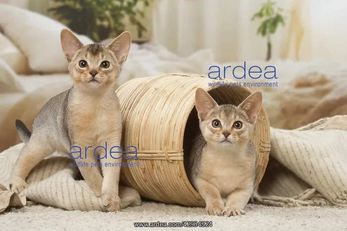 : Abyssinian kittens indoors in a basket : Abyssinian kittens indoors in a basket