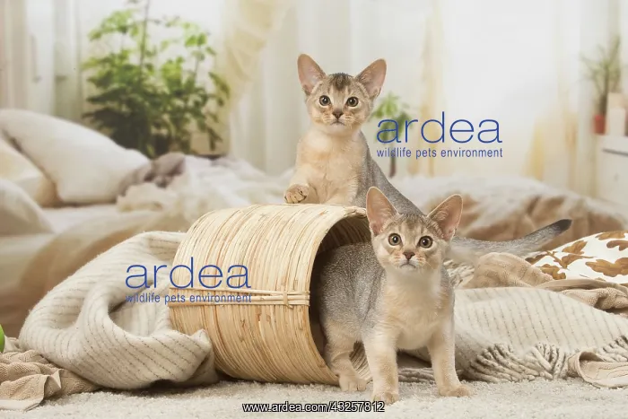  : Abyssinian kittens indoors in a basket