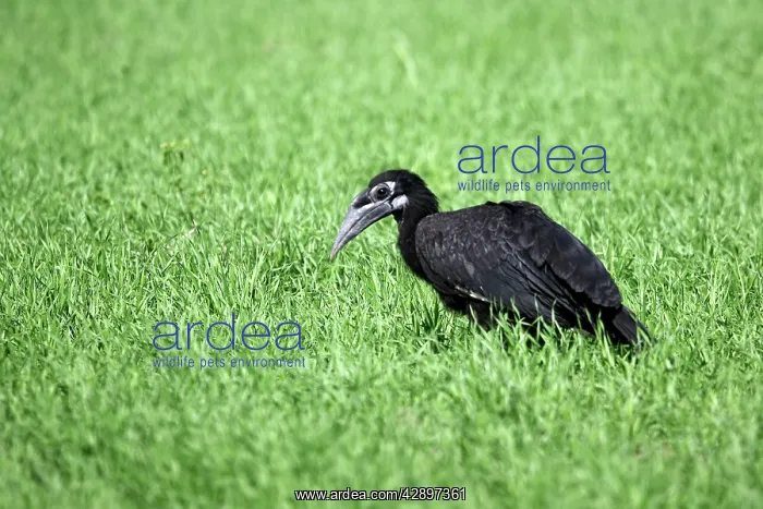: Abyssinian / Northern Ground Hornbill : Abyssinian / Northern Ground Hornbill
