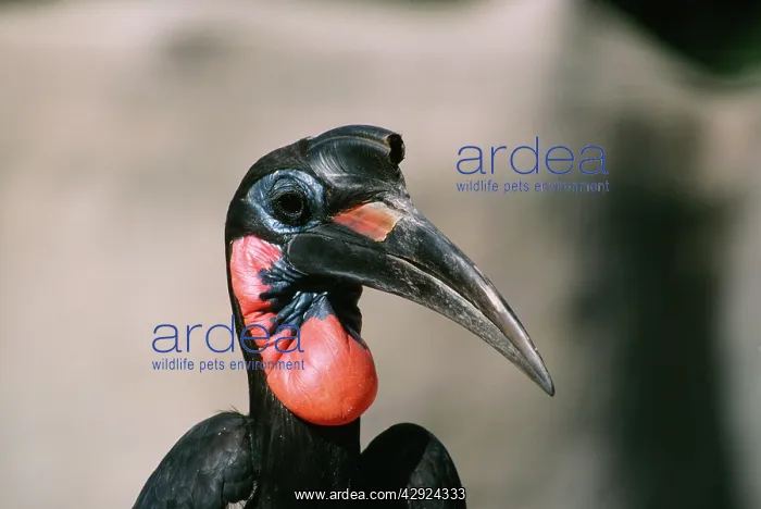 : Abyssinian / Northern GROUND HORNBILL : Abyssinian / Northern GROUND HORNBILL