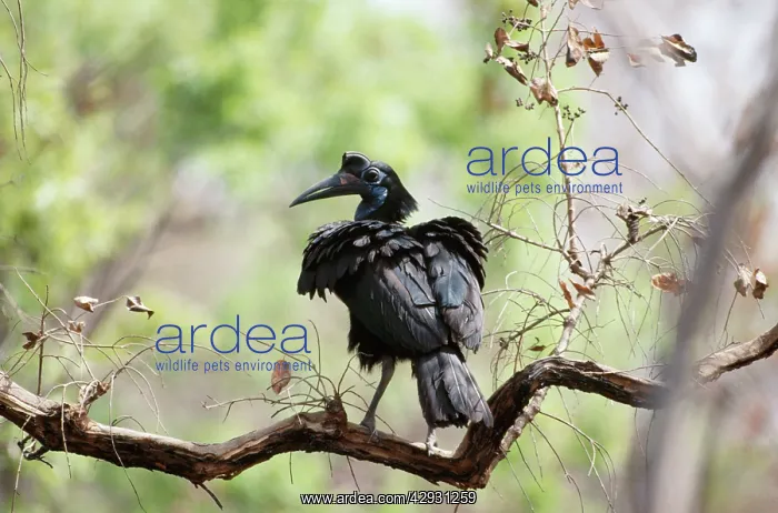: Abyssinian / Northern GROUND HORNBILL - in tree, female : Abyssinian / Northern GROUND HORNBILL - in tree, female
