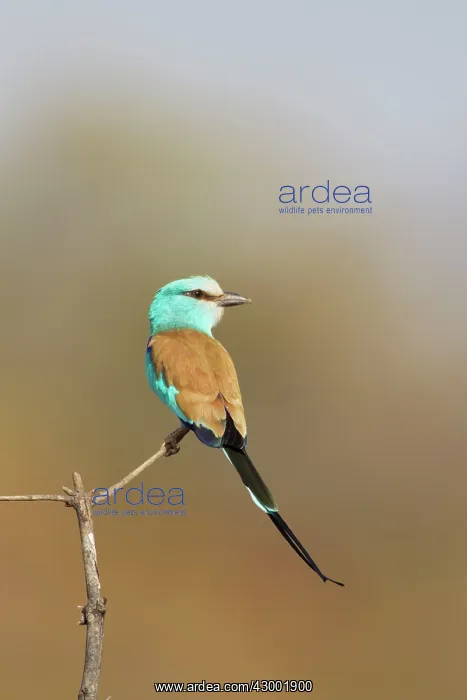 : Abyssinian Roller : Abyssinian Roller