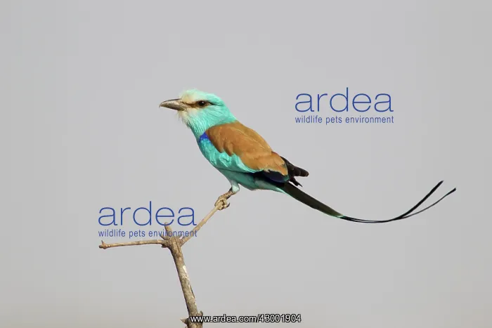  : Abyssinian Roller