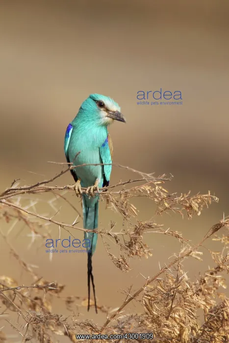 : Abyssinian Roller : Abyssinian Roller