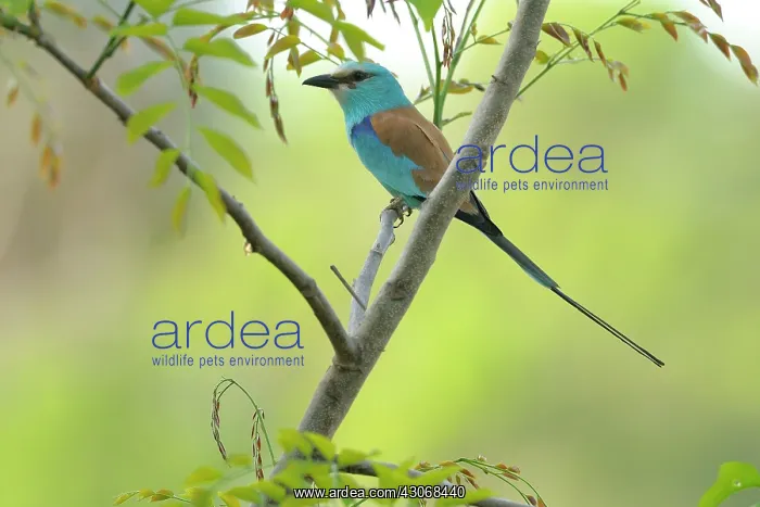 : Abyssinian Roller : Abyssinian Roller