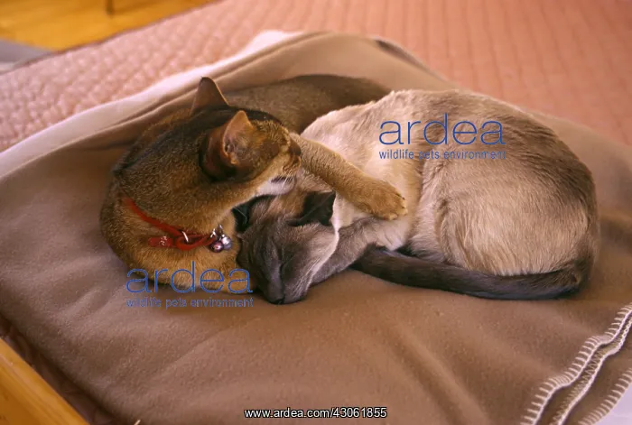 : Abyssinian and Siamese cat lying on a blanket : Abyssinian and Siamese cat lying on a blanket