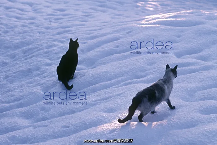 : Abyssinian and Siamese cats in the snow at dusk France : Abyssinian and Siamese cats in the snow at dusk France