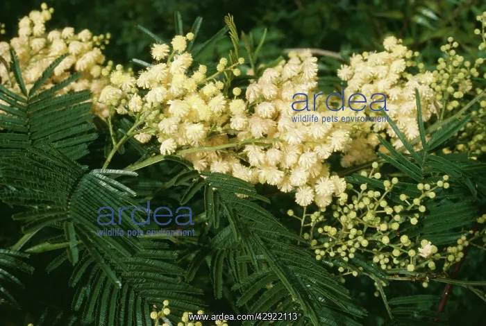  : Acacia (Acacia dealbata)