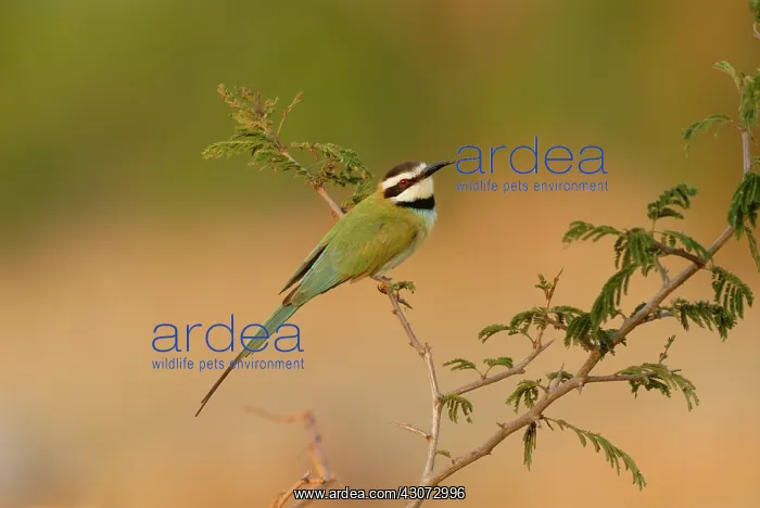 : Acacia. White-throated Bee-eater (Merops albicollis) perched on a twig : Acacia. White-throated Bee-eater (Merops albicollis) perched on a twig