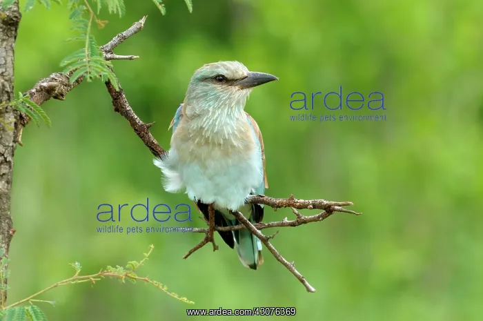 : Acacia. European Roller (Coaracias garrulus) perched on a twig of an unidentified : Acacia. European Roller (Coaracias garrulus) perched on a twig of an unidentified