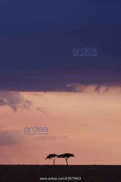 : Acacia. Two unidentified Acacia Trees (Acacia sp) on the African savanna in the sunset : Acacia. Two unidentified Acacia Trees (Acacia sp) on the African savanna in the sunset