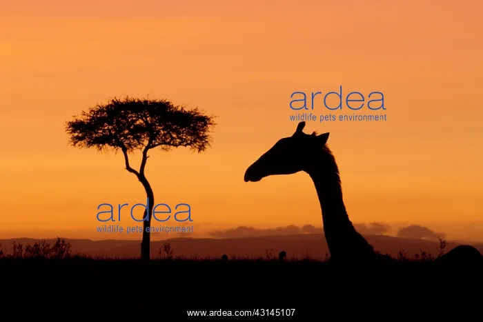 : Acacia. Kenyan Giraffe (Giraffa camelopardalis tippeelskirchi) and thorntree : Acacia. Kenyan Giraffe (Giraffa camelopardalis tippeelskirchi) and thorntree