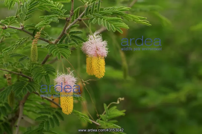 : Acacia. Close up of a flowering Thorntree (Acacia sp) : Acacia. Close up of a flowering Thorntree (Acacia sp)