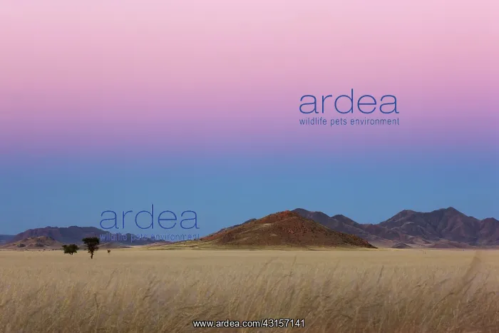 : Acacia. Unidentified trees (Acacia sp.) in the vastness of the desert at dusk : Acacia. Unidentified trees (Acacia sp.) in the vastness of the desert at dusk