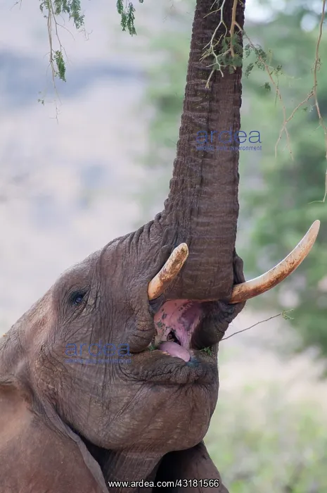  : Acacia. A desert-adapted African Elephant (Loxodonta africana) feeding on an Acacia Tree 