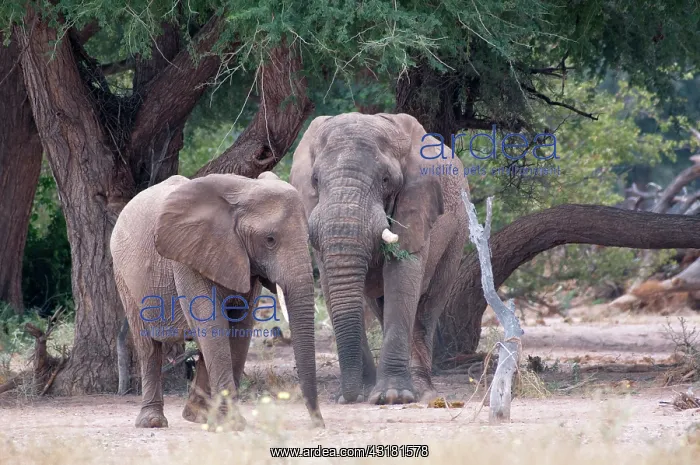  : Acacia. Desert-adapted African Elephant (Loxodonta africana) under an Acacia Tree 