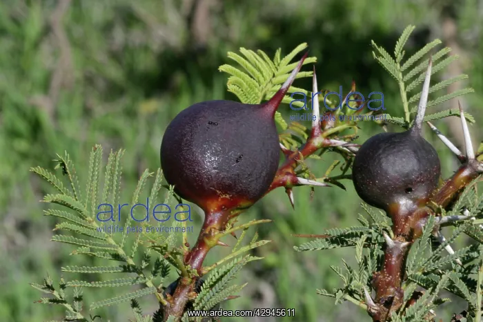 : Acacia Ants - Whistling Thorn and Stinging Ants : Acacia Ants - Whistling Thorn and Stinging Ants