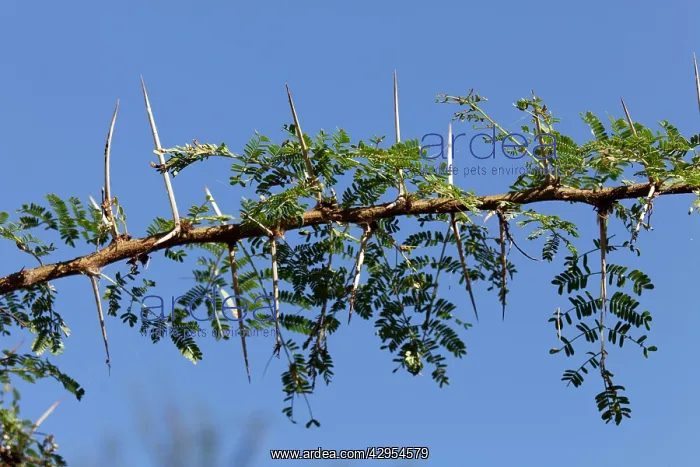 : Acacia Bush - showing large thorns on branch : Acacia Bush - showing large thorns on branch