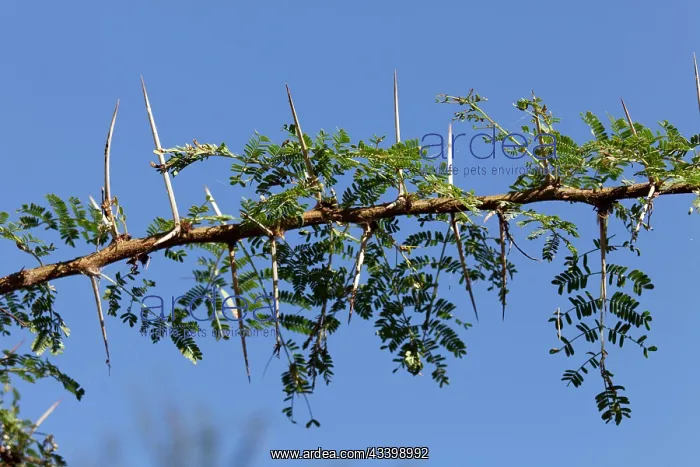  : Acacia Bush - showing large thorns on branch