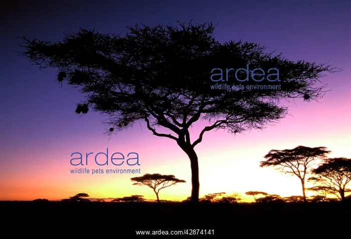  : Acacia - at dawn