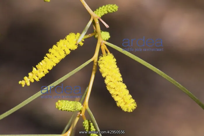 : Acacia desmondii : Acacia desmondii