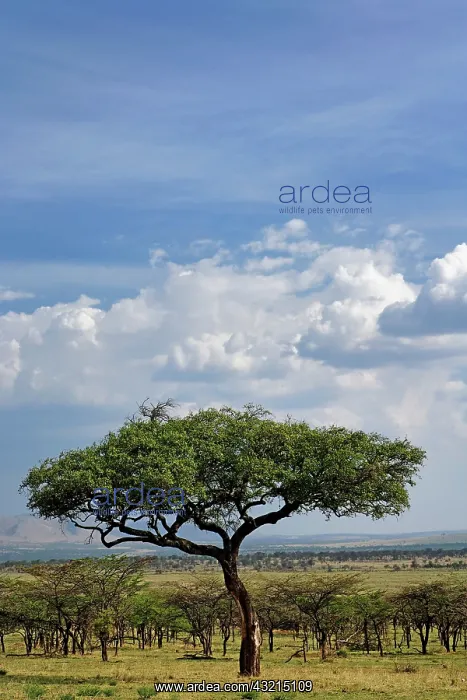 : Acacia forest, Serengeti National Park : Acacia forest, Serengeti National Park