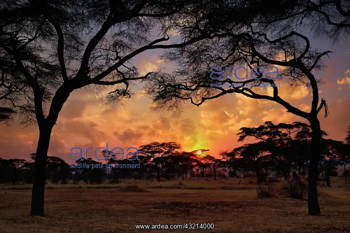 : Acacia forest silhouetted at sunset, Tarangire : Acacia forest silhouetted at sunset, Tarangire