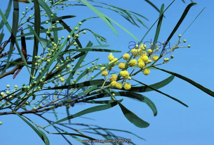 : Acacia / Mimosa - Foliage and flowers : Acacia / Mimosa - Foliage and flowers