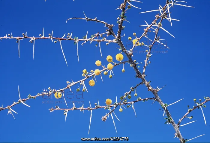: ACACIA NEBROWNII - showing flowers and thorns : ACACIA NEBROWNII - showing flowers and thorns