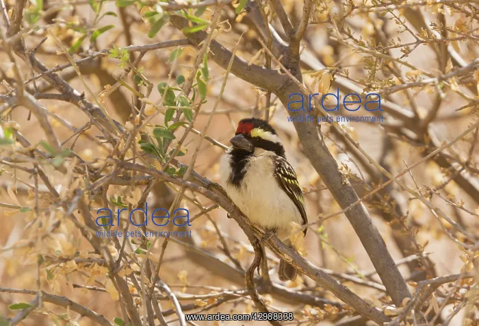 : Acacia Pied Barbet. in Acacia thorn - Kalahari : Acacia Pied Barbet. in Acacia thorn - Kalahari