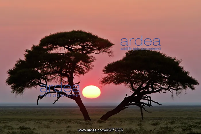 : Acacia at sunrise magnicifent specimen of Umbrella : Acacia at sunrise magnicifent specimen of Umbrella