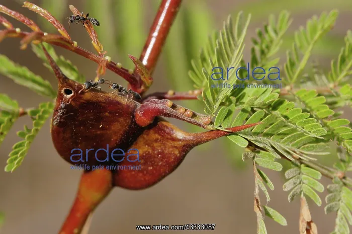 : Acacia thorns with Pseudomyrmex ants : Acacia thorns with Pseudomyrmex ants
