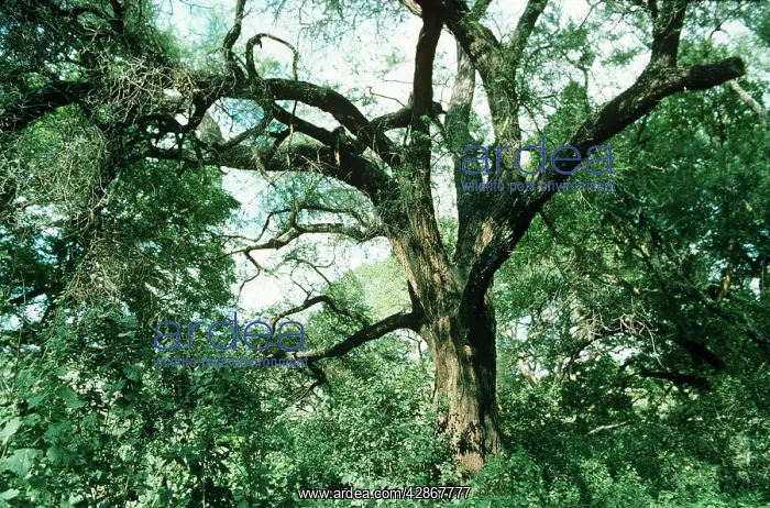 : Acacia tortilis : Acacia tortilis